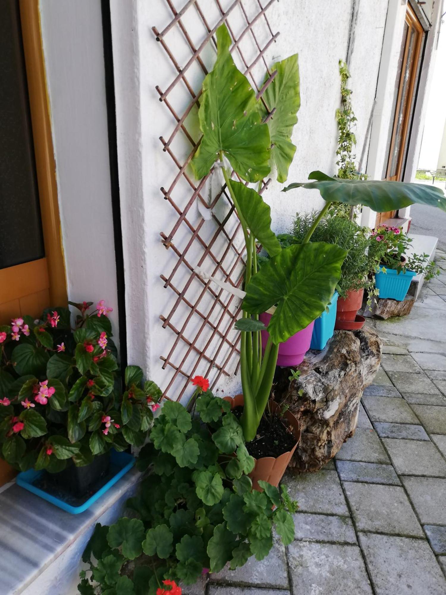 Casa Mia Hostel วญอเรอ ภายนอก รูปภาพ